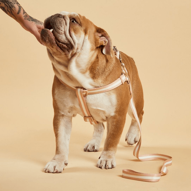 BarcLondon - Champagne Stripe Fabric Dog Harness