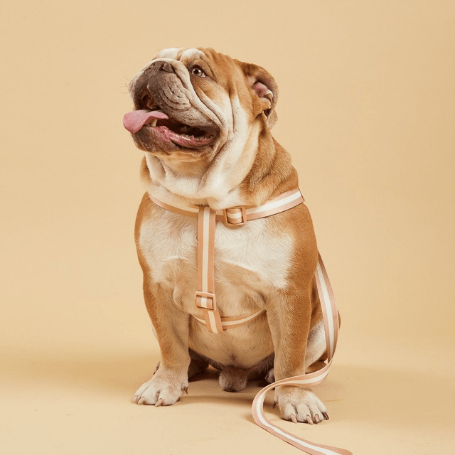 BarcLondon - Champagne Stripe Fabric Dog Harness