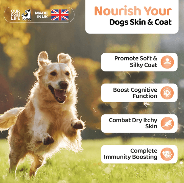 OurDogsLife - Salmon Oil | 500ml