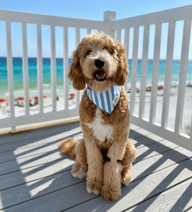 The Paws - Cabana Blue Stripes Dog Bandana
