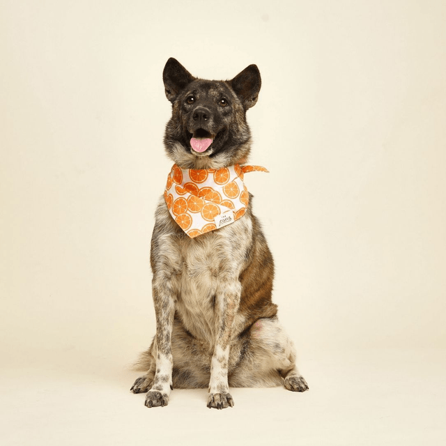 The Paws - Fresh Slice Dog Bandana