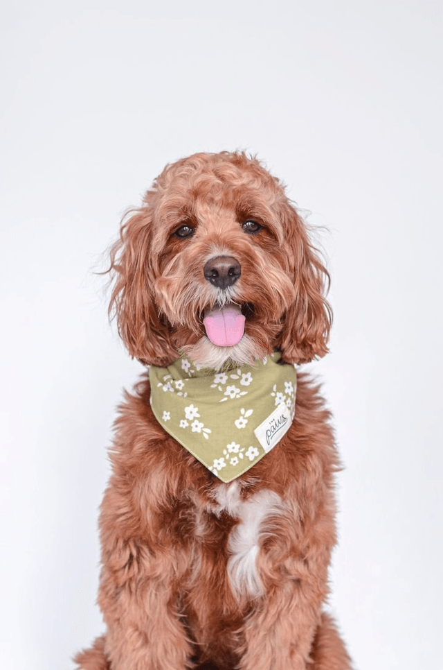 The Paws - Pippin Dog Bandana