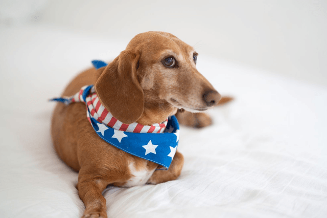 The Paws - Patriotic Dog Bandana
