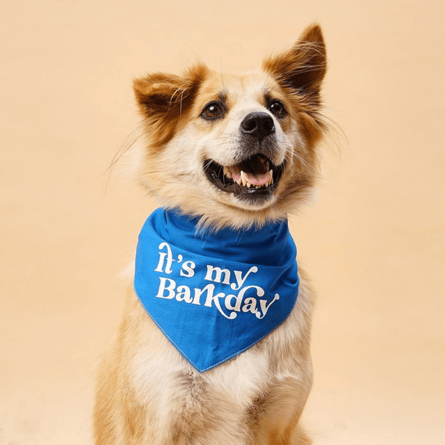 The Paws - Barkday Blue Birthday Dog Bandana