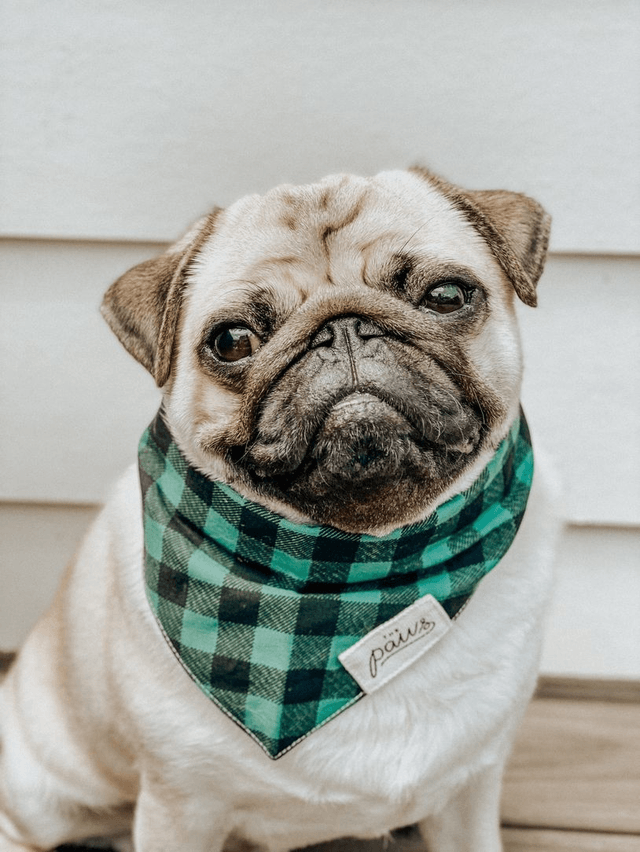 The Paws - Bourbon Dog Bandana