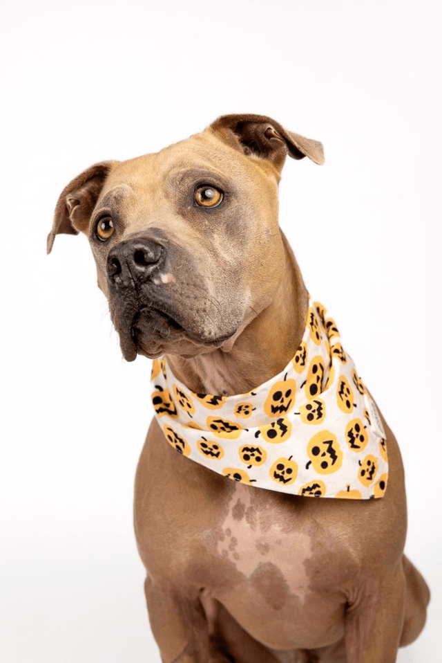 The Paws - Pumpkin Halloween Dog Bandana