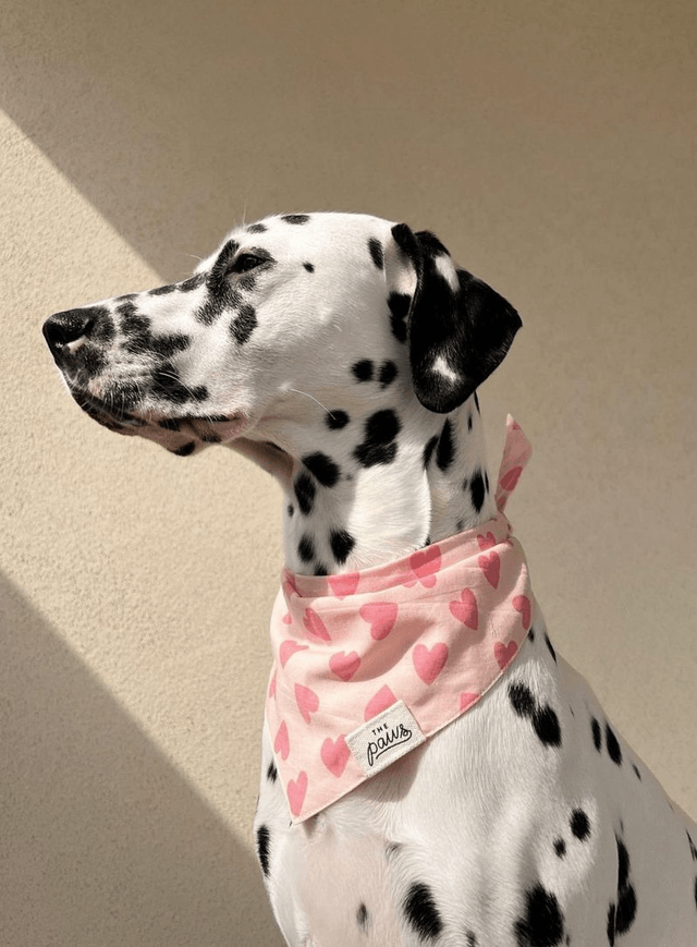 The Paws - Miss Muffy Dog Bandana