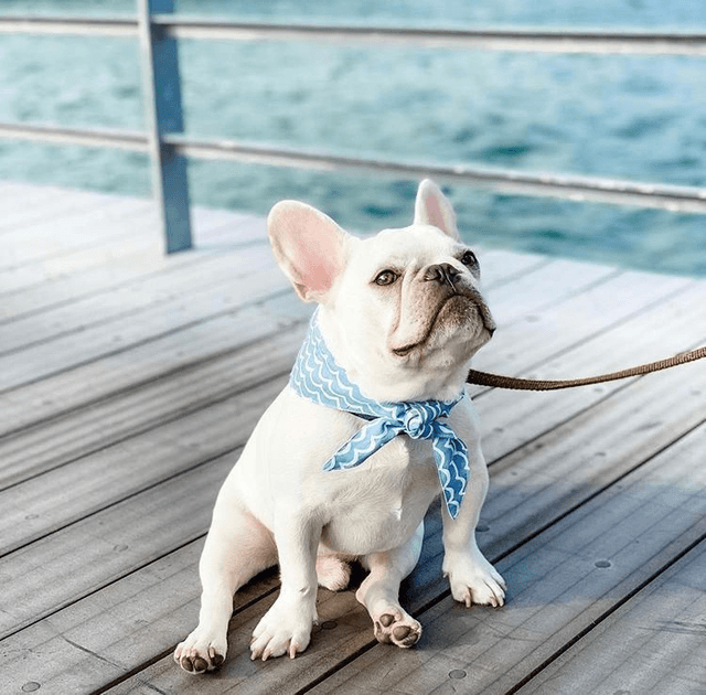 The Paws - Perfevt Wave Dog Bandana