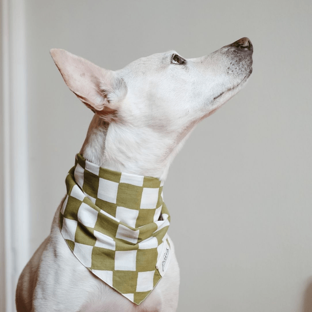 The Paws - Checkmate Bandana