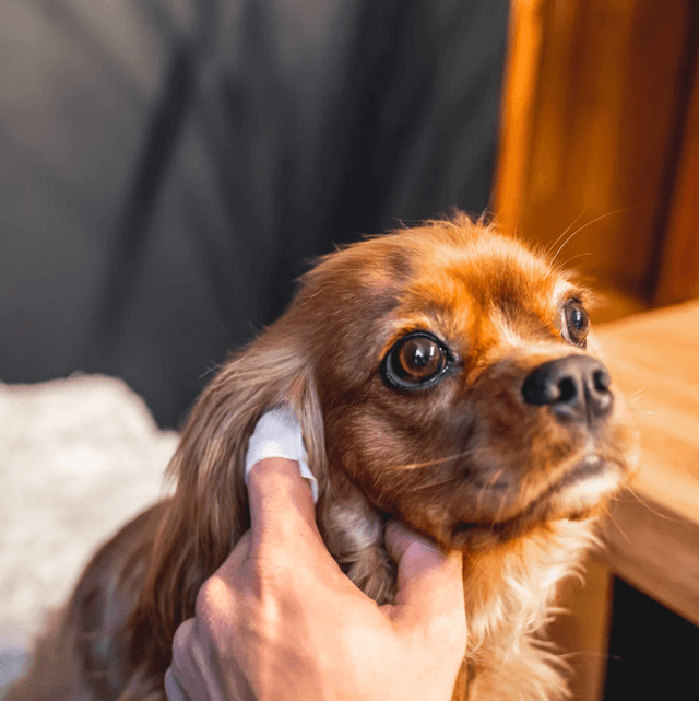 OurPetsLife - Dog Ear Wipes