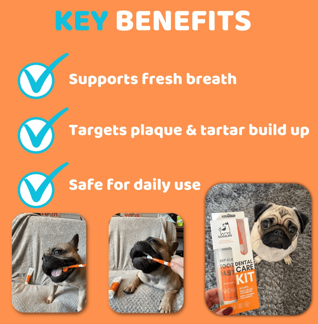 OurDogsLife - Dog Toothpaste and Toothbrush Set