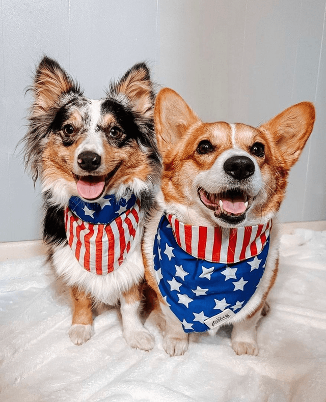 The Paws - Patriotic Dog Bandana