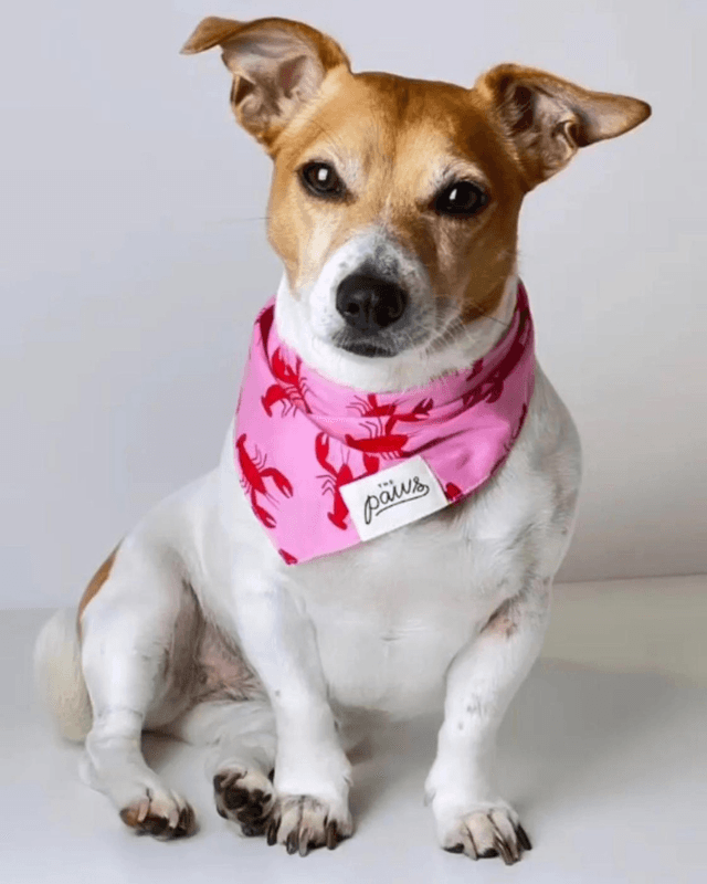 The Paws - Frye Island Lobster Bandana