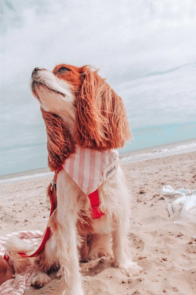 The Paws - Cabana Blush Pink Dog Bandana