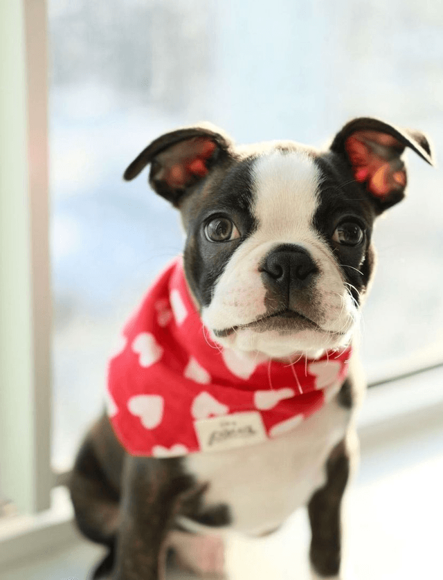 The Paws - Nana Dog Bandana