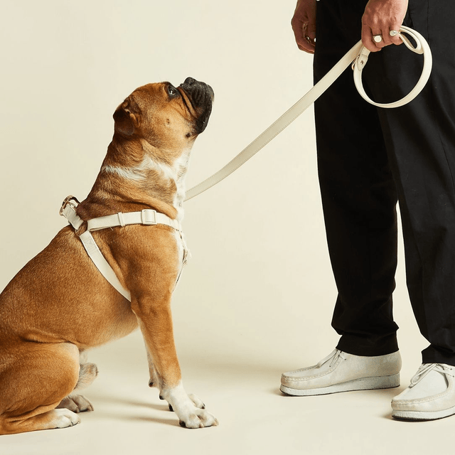 BarcLondon - Ivory Off White Dog Harness
