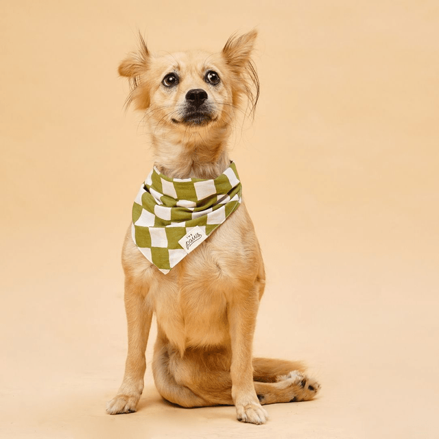 The Paws - Checkmate Bandana