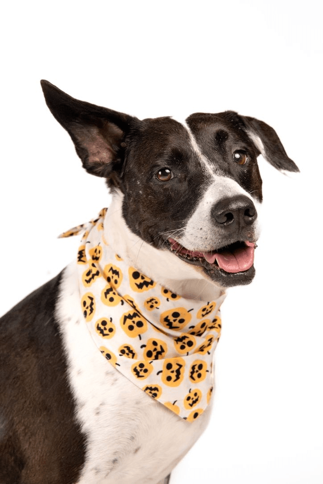 The Paws - Pumpkin Halloween Dog Bandana