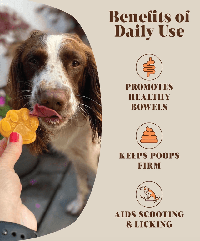 Hackney Dog House- Pumpkin Powder For Dogs | 30 Servings