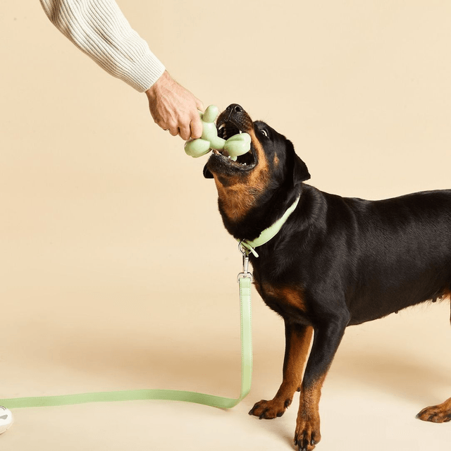 BarcLondon -Balloon Squeaky Dog Toy