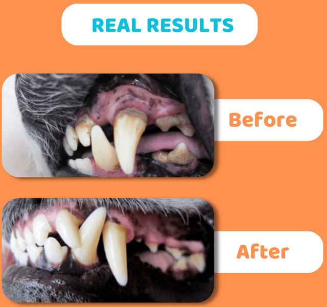 OurDogsLife - Dog Toothpaste and Toothbrush Set