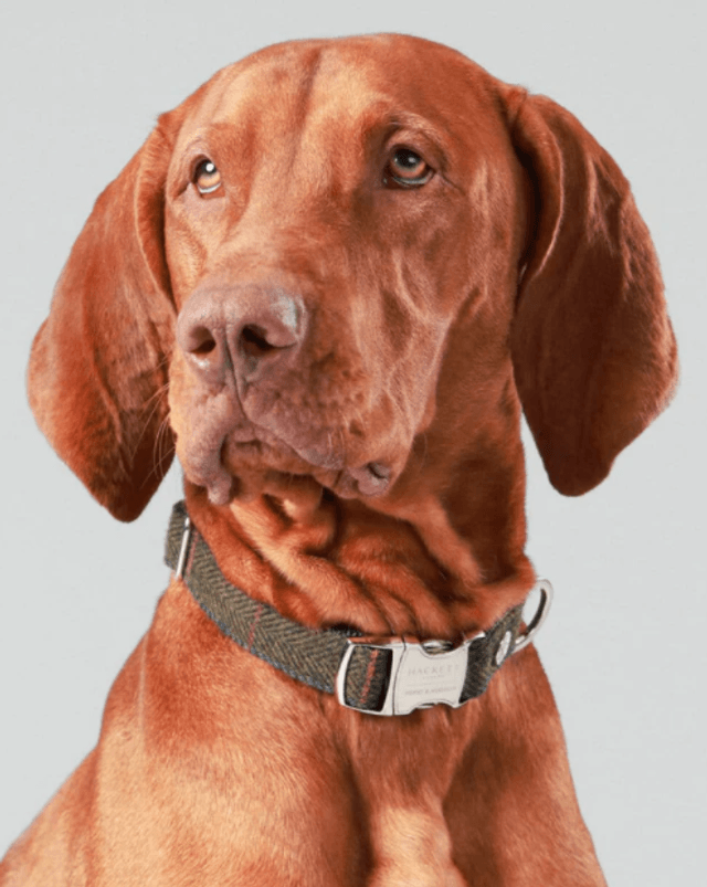 Hackett x Hugo Hudson Collar - Green