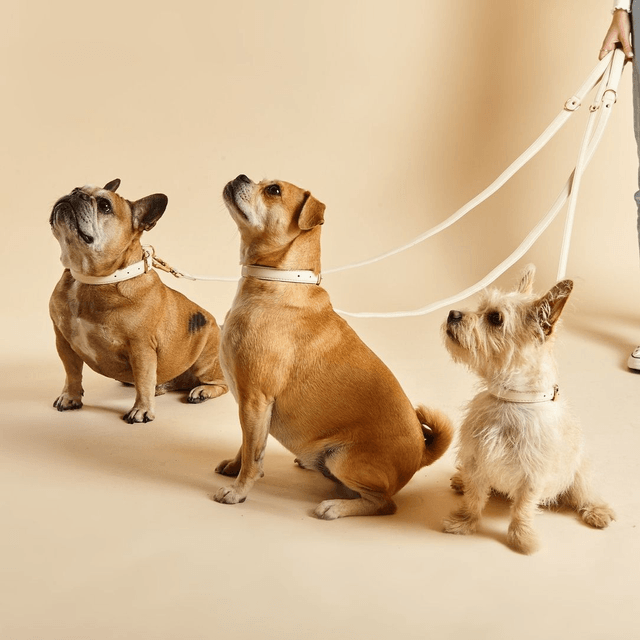 BarcLondon - Light Ivory Dog Collar