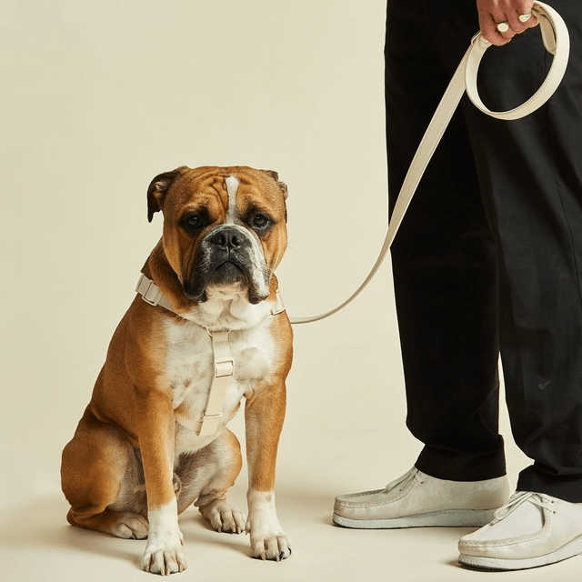 BarcLondon - Ivory Off White Dog Harness
