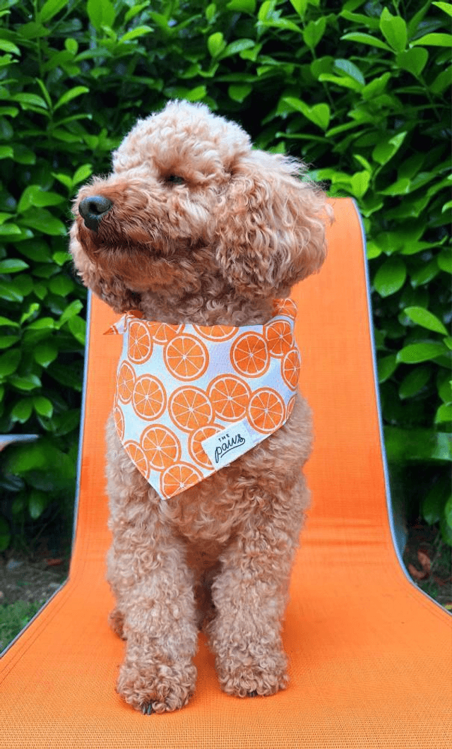 The Paws - Fresh Slice Dog Bandana
