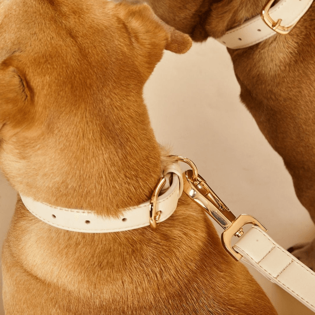 BarcLondon - Light Ivory Dog Collar