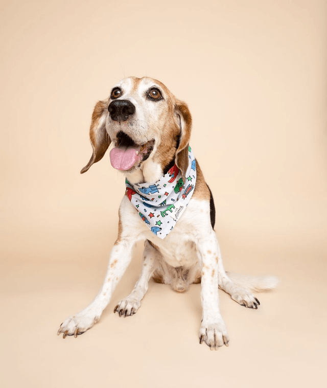The Paws - Colouring Bandana For Kids & Adults