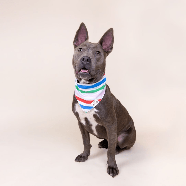 The Paws - Striped Dog Bandana 