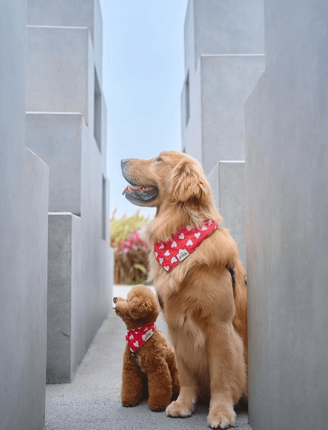 The Paws - Whole Lotta Love Bandana