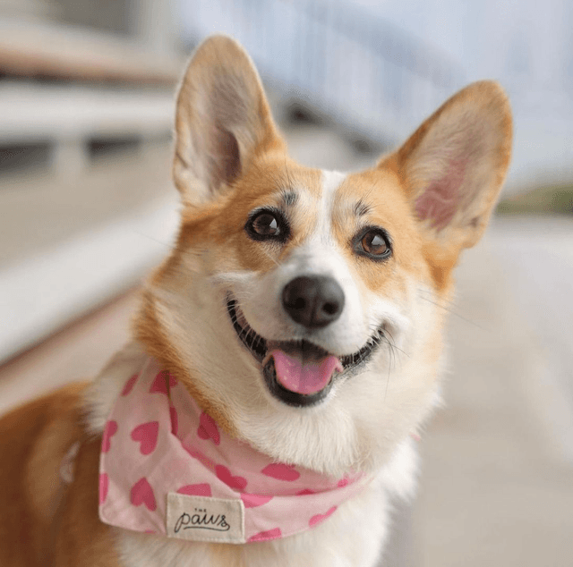 The Paws - Miss Muffy Dog Bandana
