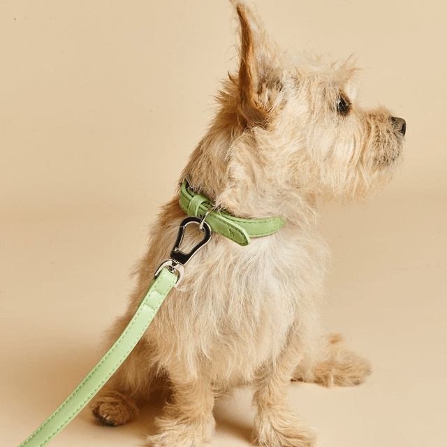 BarcLondon - Lush Green Dog Collar