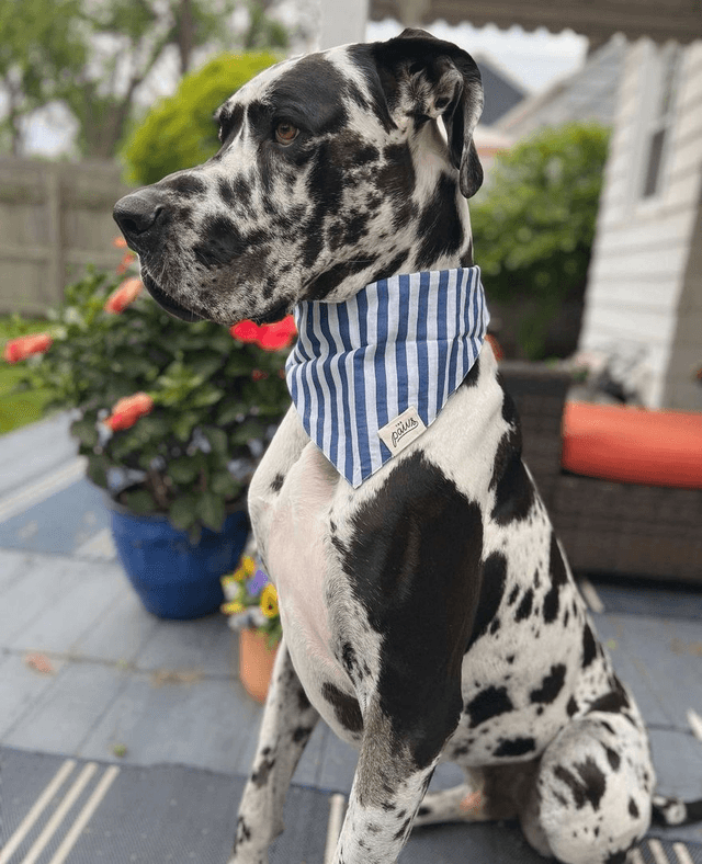 The Paws - Harbour Dog Bandana