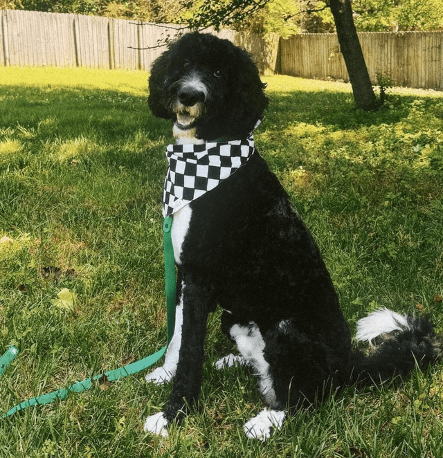 The Paws - Chess Dog Bandana